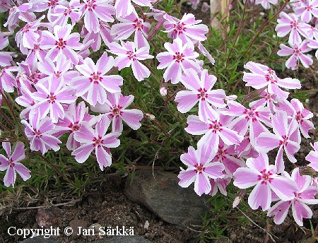 Phlox subulata 'Candy Stripes' ('Marianne')